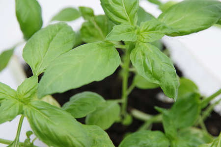 Green fresh basil leaf plant top view. Basil plant isolated on white background. Green leafs of basil plant. Closeupの写真素材