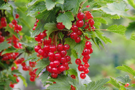Ripe berries of red currant. Bunch of red currants on a branch. Red currant background.の写真素材