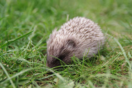 A Little cute hedgehog baby on the green grass.の写真素材
