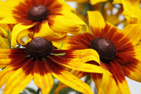 Beautiful yellow flowers closeup. Yellow flower background