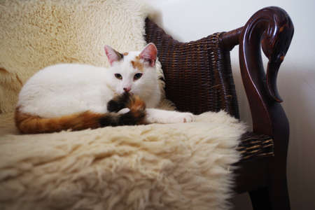 Turkish Van Cat portrait. Turkish Van cat is lying on a chair. Cat breedの写真素材