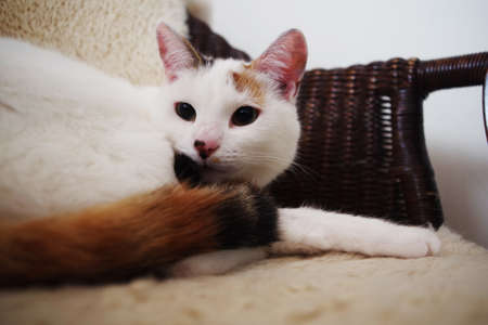 Turkish Van Cat portrait. Turkish Van cat is lying on a chair. Cat breedの写真素材