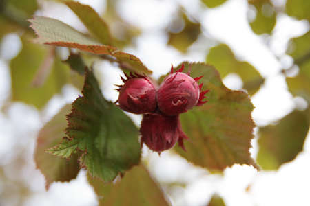 Mature fruits of hazelnut. Hazelnut grows on a tree in the garden. Hazelnuts macroの写真素材