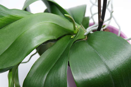 Beautiful green spike of Phalaenopsis orchid on white background. Orchid spike. Green roots and leaves of orchid on white background. Closeupの写真素材