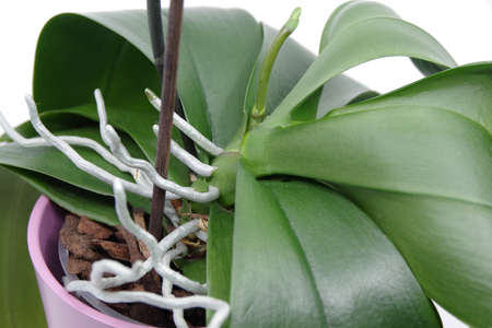 Beautiful green spike of Phalaenopsis orchid on white background. Orchid spike. Green roots and leaves of orchid on white background. Closeupの写真素材