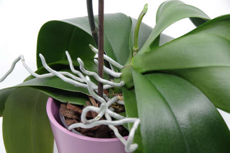 Beautiful green spike of Phalaenopsis orchid on white background. Orchid spike. Green roots and leaves of orchid on white background. Closeupの写真素材