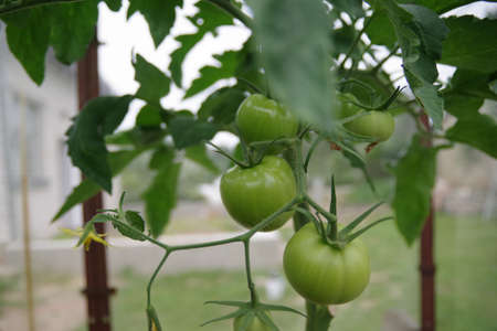 Tomatoes on a branch in the greenhouse. Growing tomatoes in the greenhouse. Unripe green tomatoes. Maturation of tomatoes in the garden.の写真素材