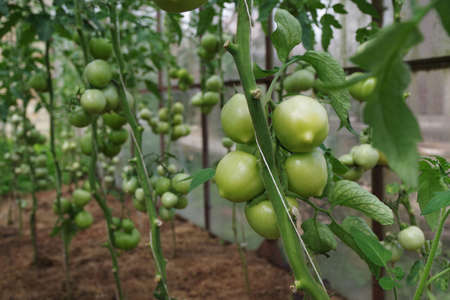 Tomatoes on a branch in the greenhouse. Growing tomatoes in the greenhouse. Unripe green tomatoes. Maturation of tomatoes in the garden.の写真素材
