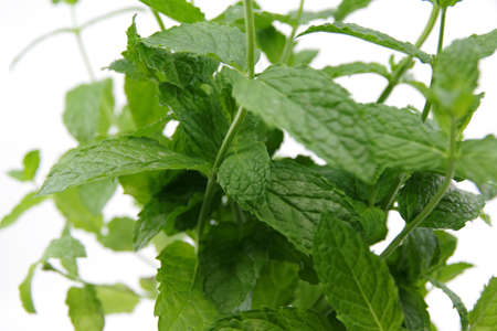 Mint leaves. Green mint plant grow background. Fresh mint growing in a pot. Mint leaf texture. Peppermintの写真素材