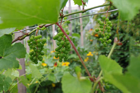Young green unripe grapes hangs on a bush with green leaves. Grape ripening. Viticulture.の写真素材