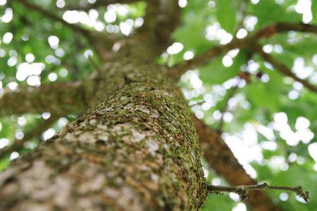 Beautiful green cherry tree. Cherry tree trunk view from bottom.の写真素材