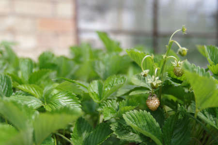 Wild strawberries bush. Bush of wild strawberries with leaves. Closeup.の写真素材