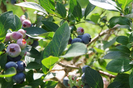 Blueberries ripening on the bush. Growing berries in the garden. Vaccinium corymbosumの写真素材