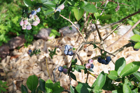 Blueberries ripening on the bush. Growing berries in the garden. Vaccinium corymbosumの写真素材
