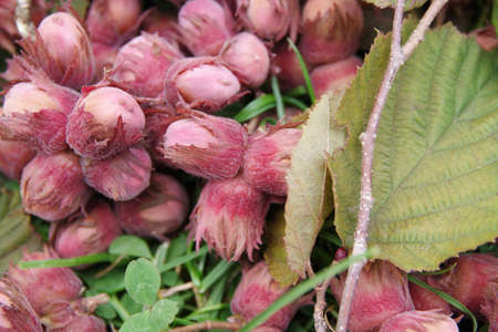 Organic and fresh hazelnuts on the grass. Closeupの写真素材