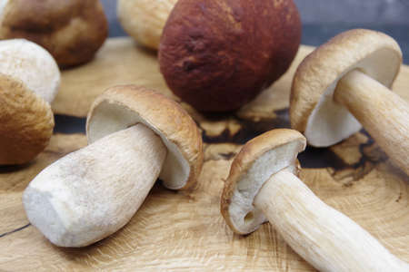 Boletus mushrooms prepared for cooking. Boletuson on a wooden tray. Boletus edulis. Closeupの写真素材