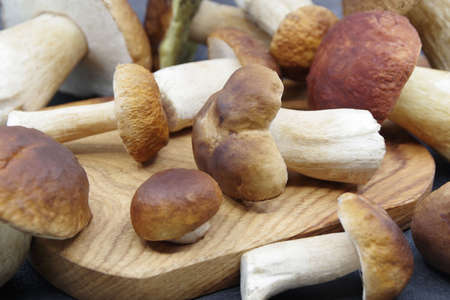 Boletus mushrooms on a wooden tray. Boletus edulis. Closeupの写真素材