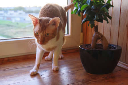 Striped red cat stand on a windowsill, next to a bonsai treeの写真素材