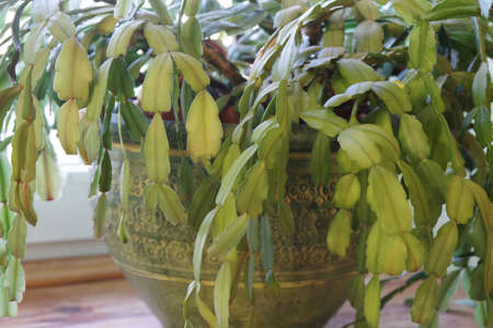Green christmas cactus. Schlumbergera truncata houseplant. Closeupの写真素材