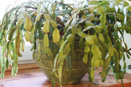 Green christmas cactus. Schlumbergera truncata houseplant. Closeupの写真素材