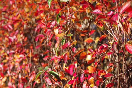 Shrub with bright red autumn leaves close-up in selective focus backlit by sunlight. Colorful autumn season.の写真素材