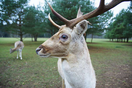 A male deer in the foreground and a female deer in the background in forest.の写真素材