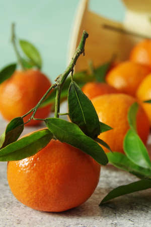 Ripe juicy tangerines with green leaves on the table. Fresh fragrant mandarins.の写真素材
