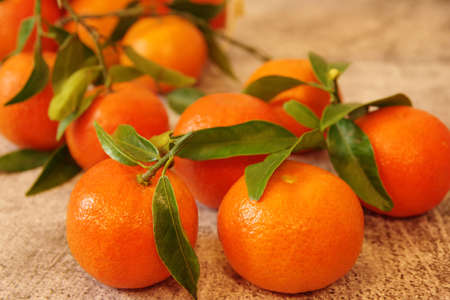 Fresh organic tangerines with green leaves on the table. Ripe juicy mandarins.の写真素材