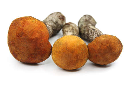 Orange Birch Bolete isolate on a white background. Three whole edible mushroom on white background. Leccinum mushrooms. Closeupの写真素材