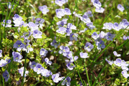 Background of blue meadow flowers in green grass. Summer wildflowers. Closeupの写真素材