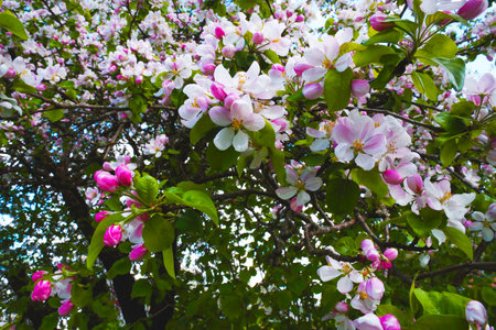 Spring apple flowers background. Spring blooming apple flowers. Spring apple flowers in the spring garden. Spring flower landscape.の写真素材