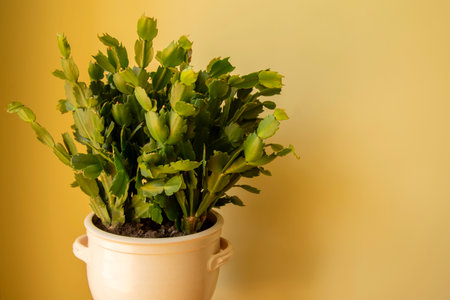 Beautiful Christmas cactus. Schlumbergera truncata houseplant. Closeupの写真素材