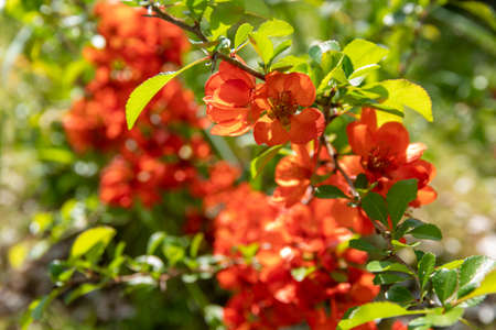 Flowering quince blooms in spring. Red flowers of Chaemnomeles japonica quince. Selective focusの写真素材