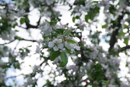 Spring apple flowers background. Spring blooming apple flowers. Spring apple flowers in the garden. Spring flower landscape.の写真素材