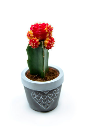 Red grafted Moon Cactus Gymnocalycium Mihanovichii isolated on white background. Growing Ruby Ball Cactus. Cactaceaeの写真素材