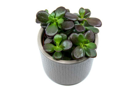 Potted Crassula ovata or Pigmyweeds home plant isolated on white background. This plant is known to be a wealth luck feng-shui symbol. Small crassula ovata. Closeup. Top viewの写真素材