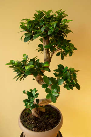 Ficus Ginseng Bonsai tree in plastic pot. Ficus microphylla Ginseng. Home plantの写真素材