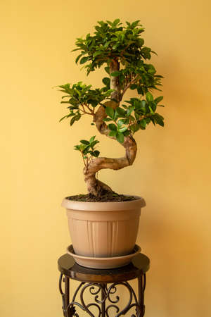 Ficus Ginseng Bonsai tree in plastic pot. Ficus microphylla Ginseng. Home plantの写真素材