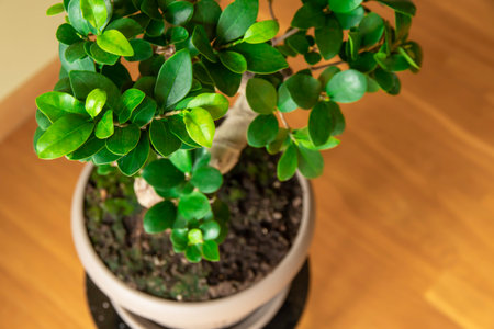 Ficus Ginseng Bonsai tree in plastic pot. Ficus microphylla Ginseng. Home plantの写真素材