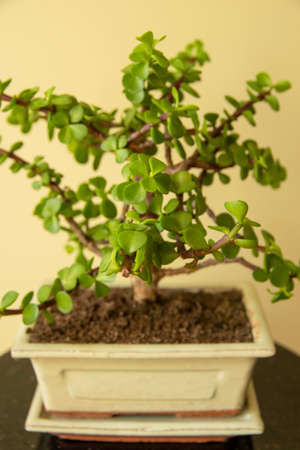 Bonsai Portulacaria. Portulacaria afra or Elephant Bush is a small-leaved succulent from South Africa. Bonsai treeの写真素材