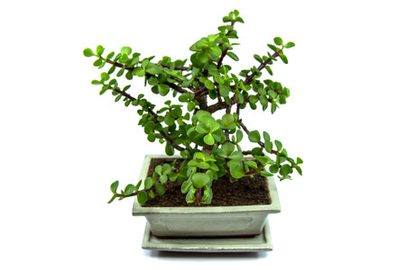 Bonsai Portulacaria isolated on a white background. Portulacaria afra or Elephant Bush is a small-leaved succulent from South Africa. Bonsai treeの写真素材