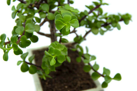 Bonsai Portulacaria isolated on a white background. Portulacaria afra or Elephant Bush is a small-leaved succulent from South Africa. Bonsai treeの写真素材
