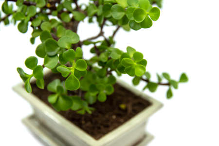 Bonsai Portulacaria isolated on a white background. Portulacaria afra or Elephant Bush is a small-leaved succulent from South Africa. Bonsai treeの写真素材