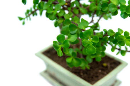 Bonsai Portulacaria isolated on a white background. Portulacaria afra or Elephant Bush is a small-leaved succulent from South Africa. Bonsai treeの写真素材