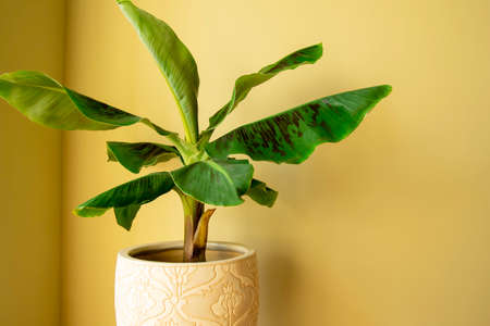Banana Musa plant in pot. Exotic plant at home. Closeupの写真素材