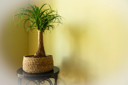 The Beaucarnea Recurvata, also known as Ponytail Palm, or Nolina is a houseplant with a swollen thick brown stem and the long narrow curly, green leaves flow up from this base.の写真素材