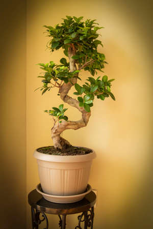 Ficus Ginseng Bonsai tree in plastic pot. Ficus microphylla Ginseng. Home plantの写真素材