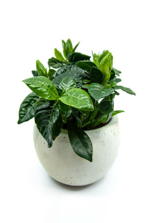 Potted Gardenia flower isolated on white background. The Gardenia Jasminoides. Closeup.の写真素材