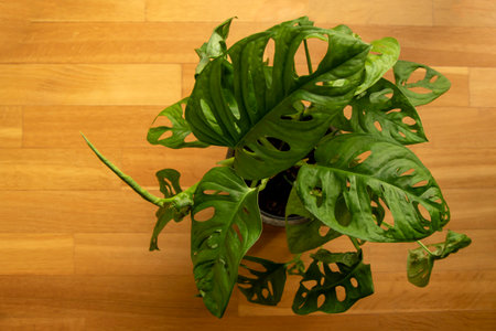 Monstera Swiss cheese plant or Monstera Monkey Mask in flower pot. Nice tropical Monstera Swiss cheese home plantの写真素材