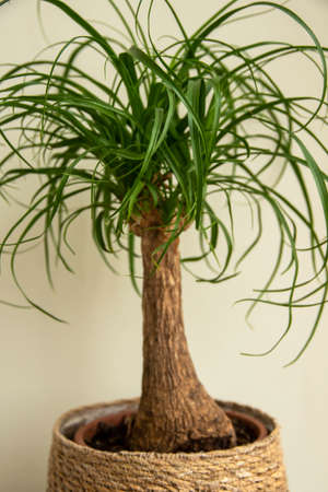 The Beaucarnea Recurvata plant, also known as Ponytail Palm, or Nolinaの写真素材